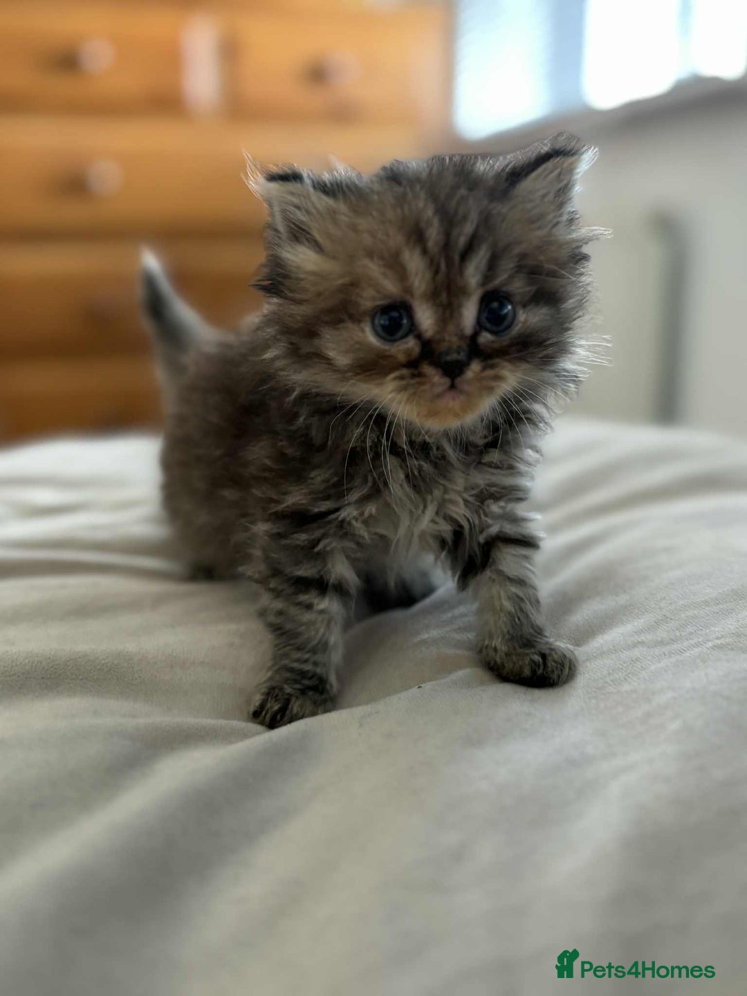 Persian cats for sale: Persian x ragdoll - Image 3