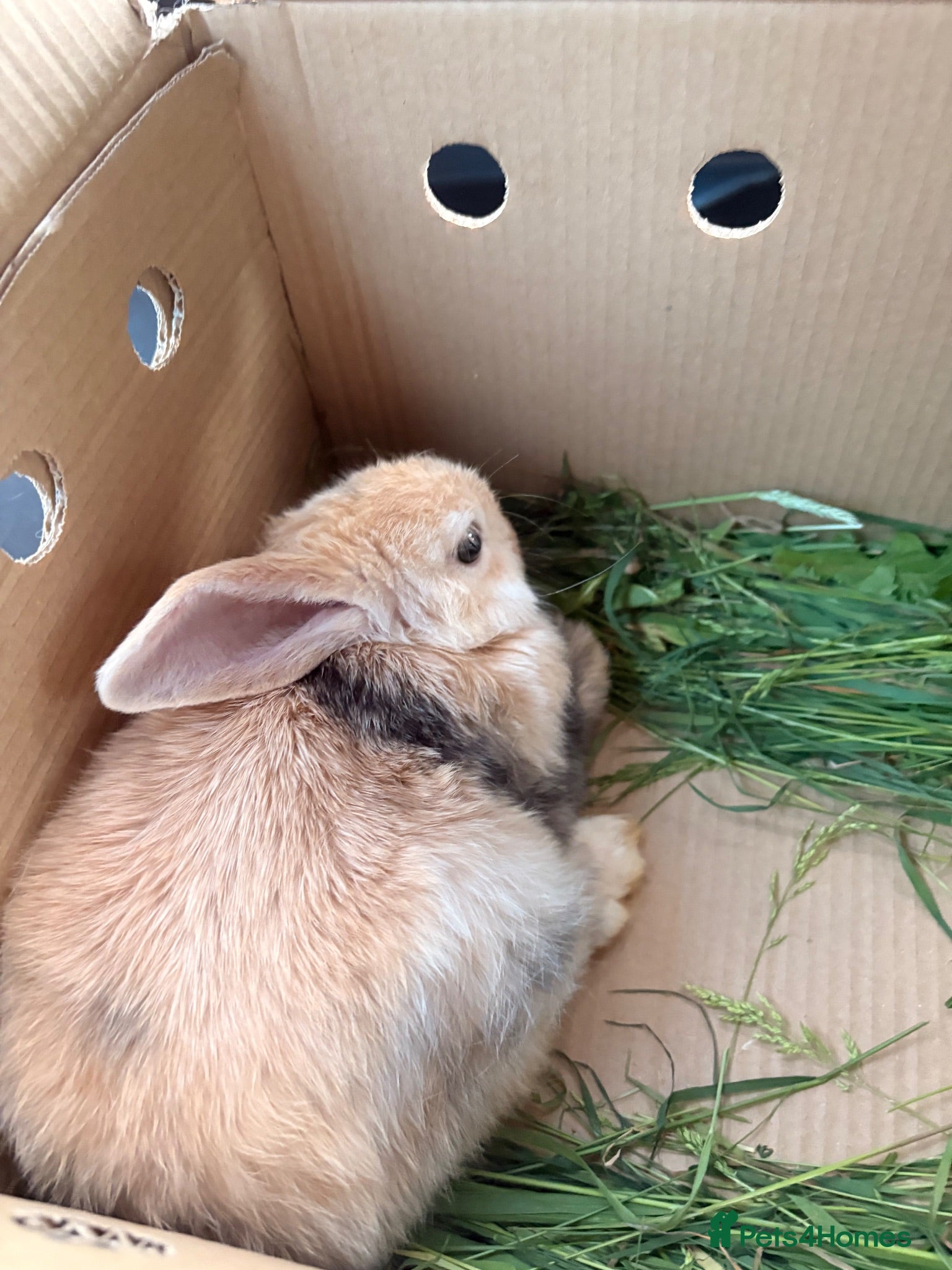 Mixed Breed rabbits Cute little boy for rehome  - Advert 1