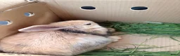 Mixed Breed rabbits for sale: Cute little boy for rehome  - Advert 1