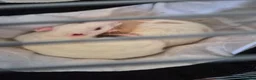 Rat rodents for sale: Two female rats and accessories  in Rotherham - Advert 2