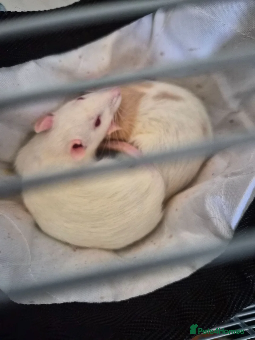 Rat rodents for sale: Two female rats and accessories  in Rotherham - Advert 2