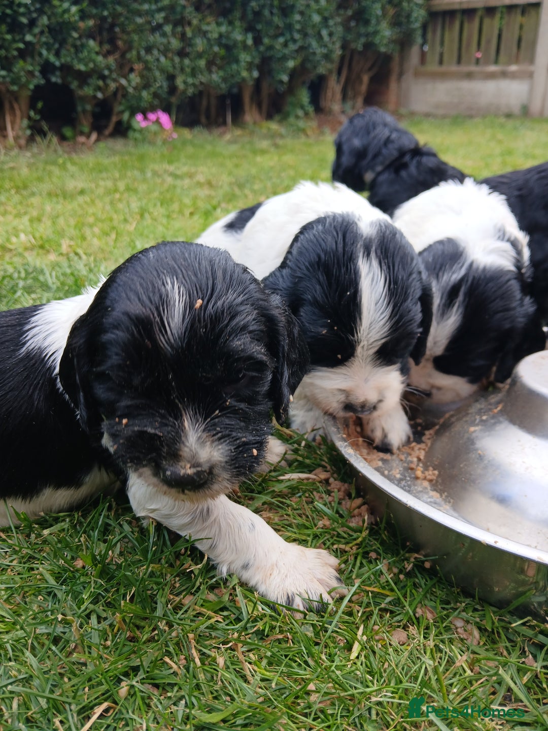 Sprocker dogs for sale: READY NOW !! 3 sprocker spaniels left  👀🏡✨️ in Wakefield - Image 21