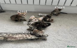 Mixed Breed cats for sale: Kittens available (3 girls & 1 boy) - Image 3