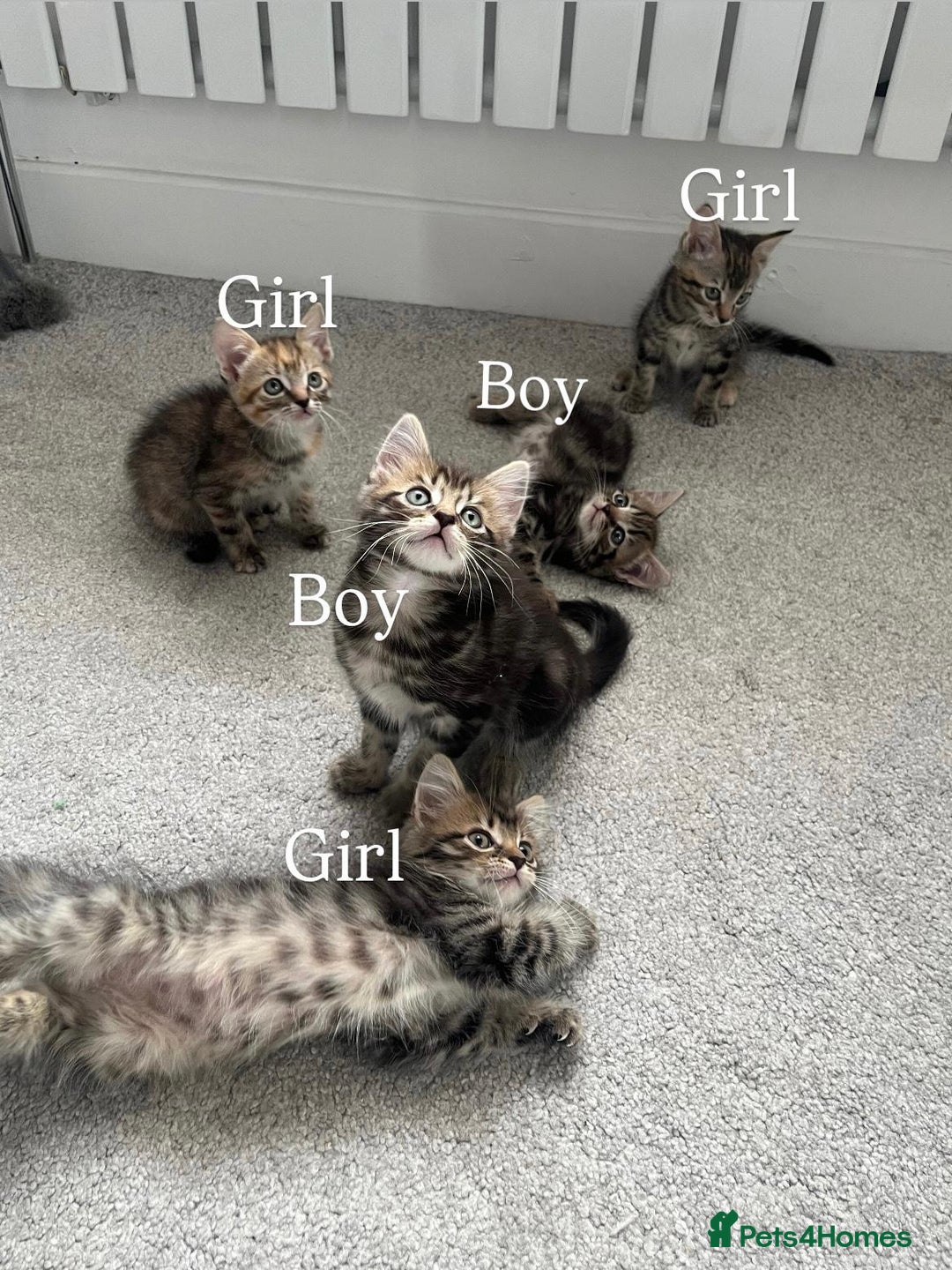 Mixed Breed cats for sale: Kittens available (3 girls & 1 boy) - Image 3