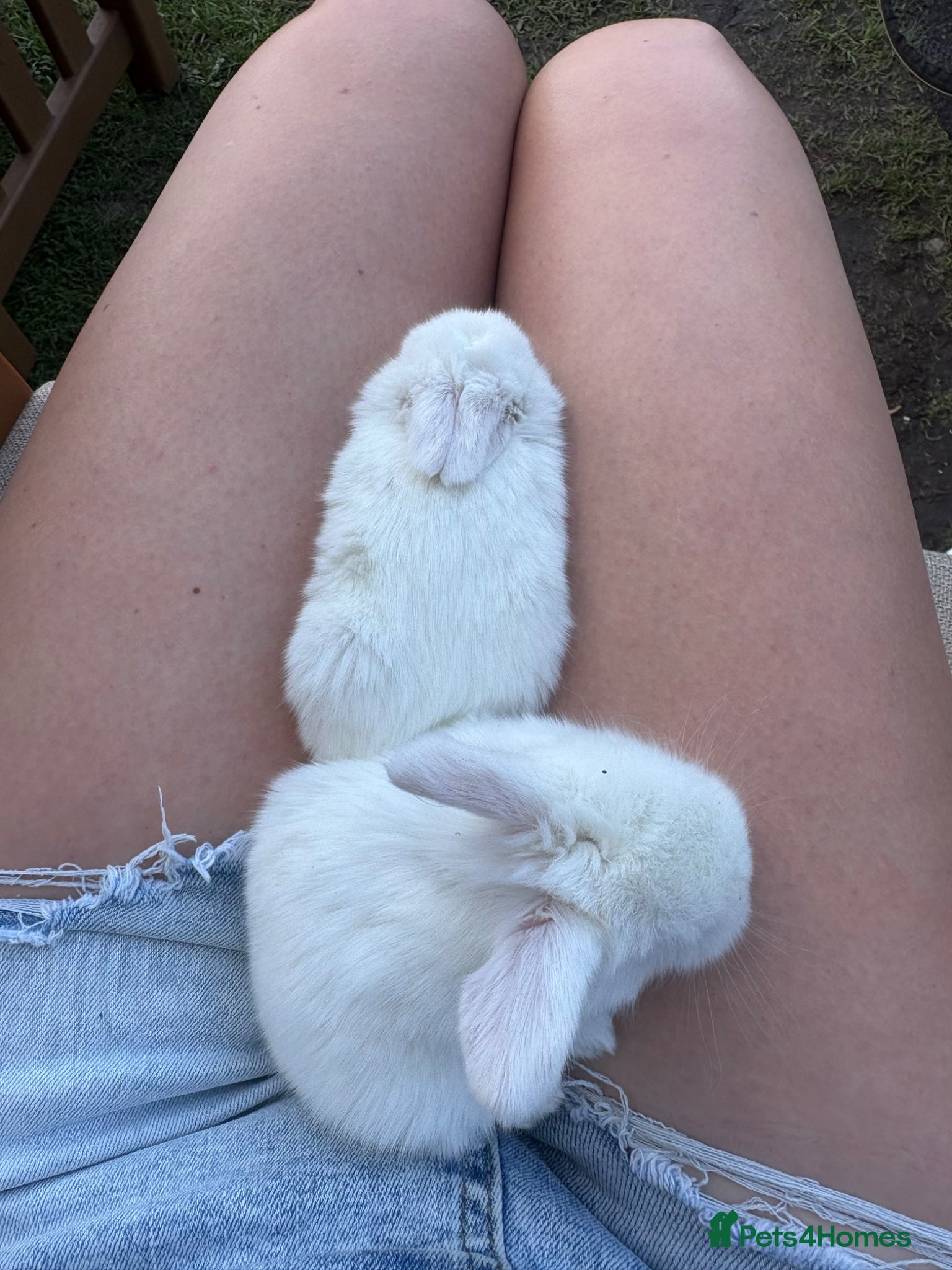 Mini Lop rabbits for sale: Mini lop babies - Advert 9