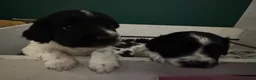 English Springer Spaniel dogs for sale: KC Registered Spring Spaniels - Advert 4