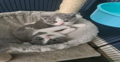 British Shorthair cats - Advert 10