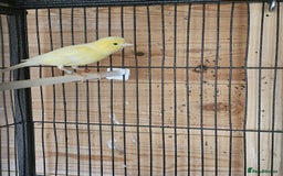 Canaries birds for sale: Canarys  - Image 1