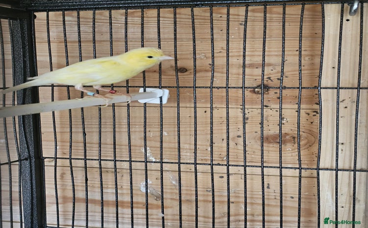 Canaries birds - Advert 1