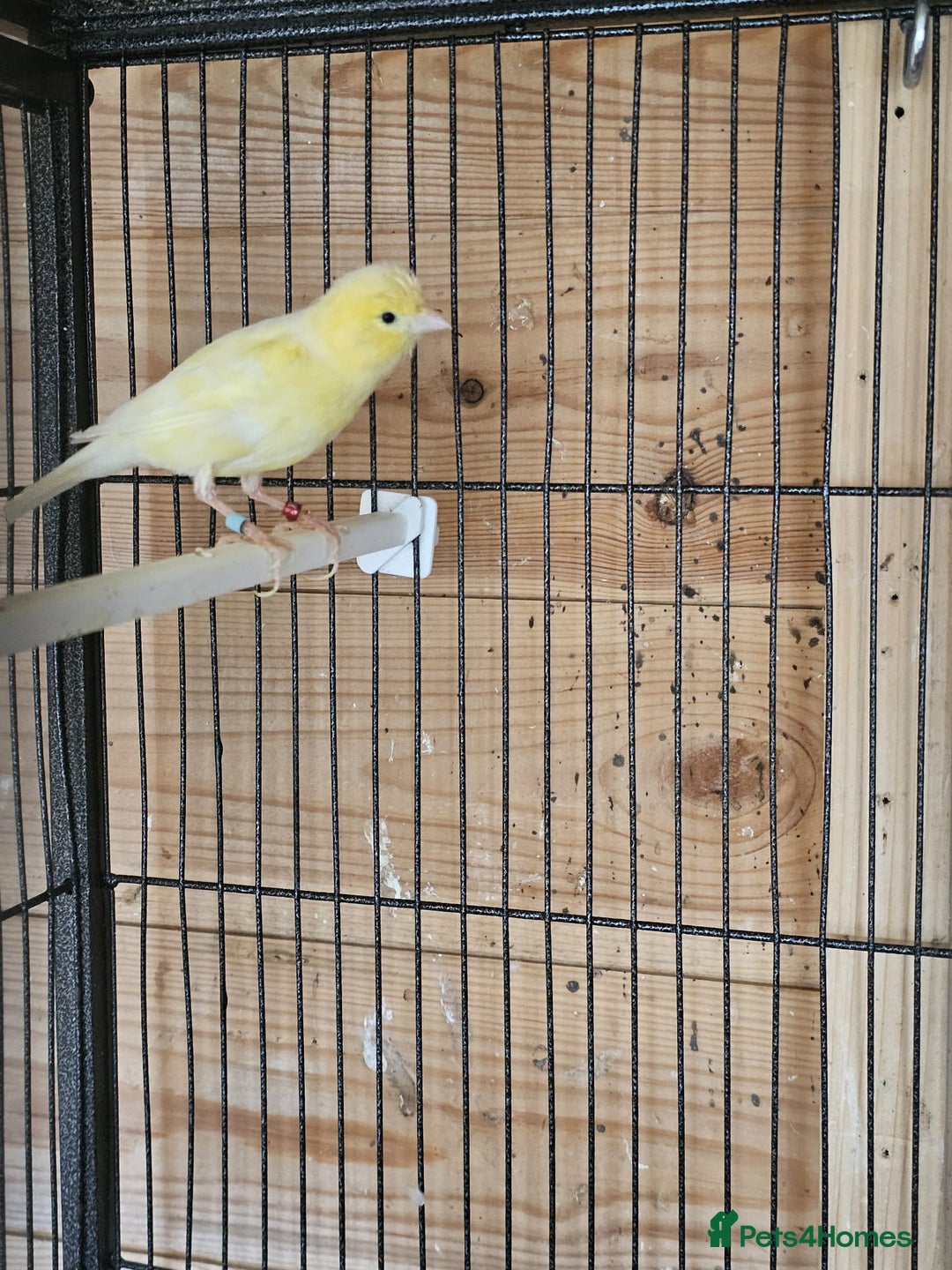 Canaries birds for sale: Canarys  - Image 1