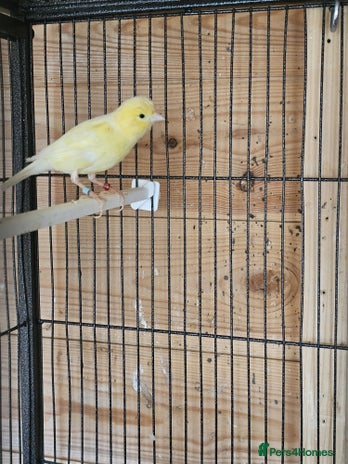 Canaries birds - Advert 4
