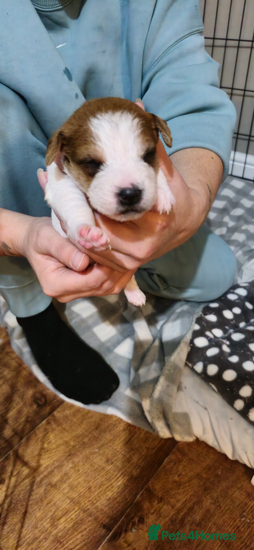 Parson Russell dogs for sale: Parson russell  - Image 3