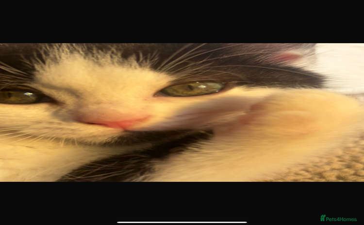 Persian cats - Advert 4