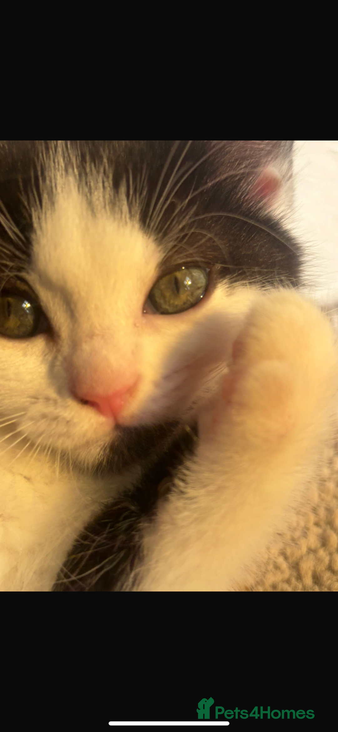 Persian cats for sale: Female Kitten - Image 1