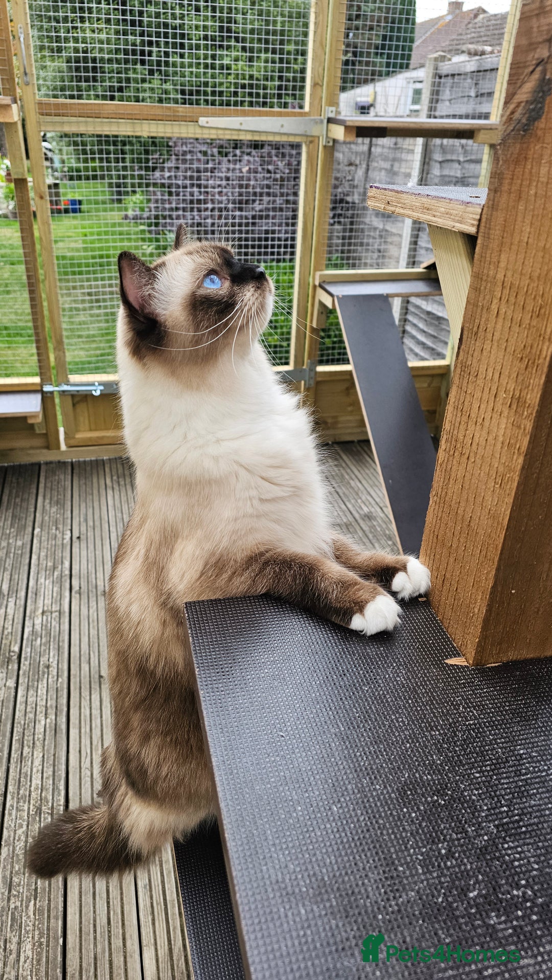 Ragdoll cats for sale: 💎 2 Exceptional Pedigree Ragdolls-young adults💎 - Image 20