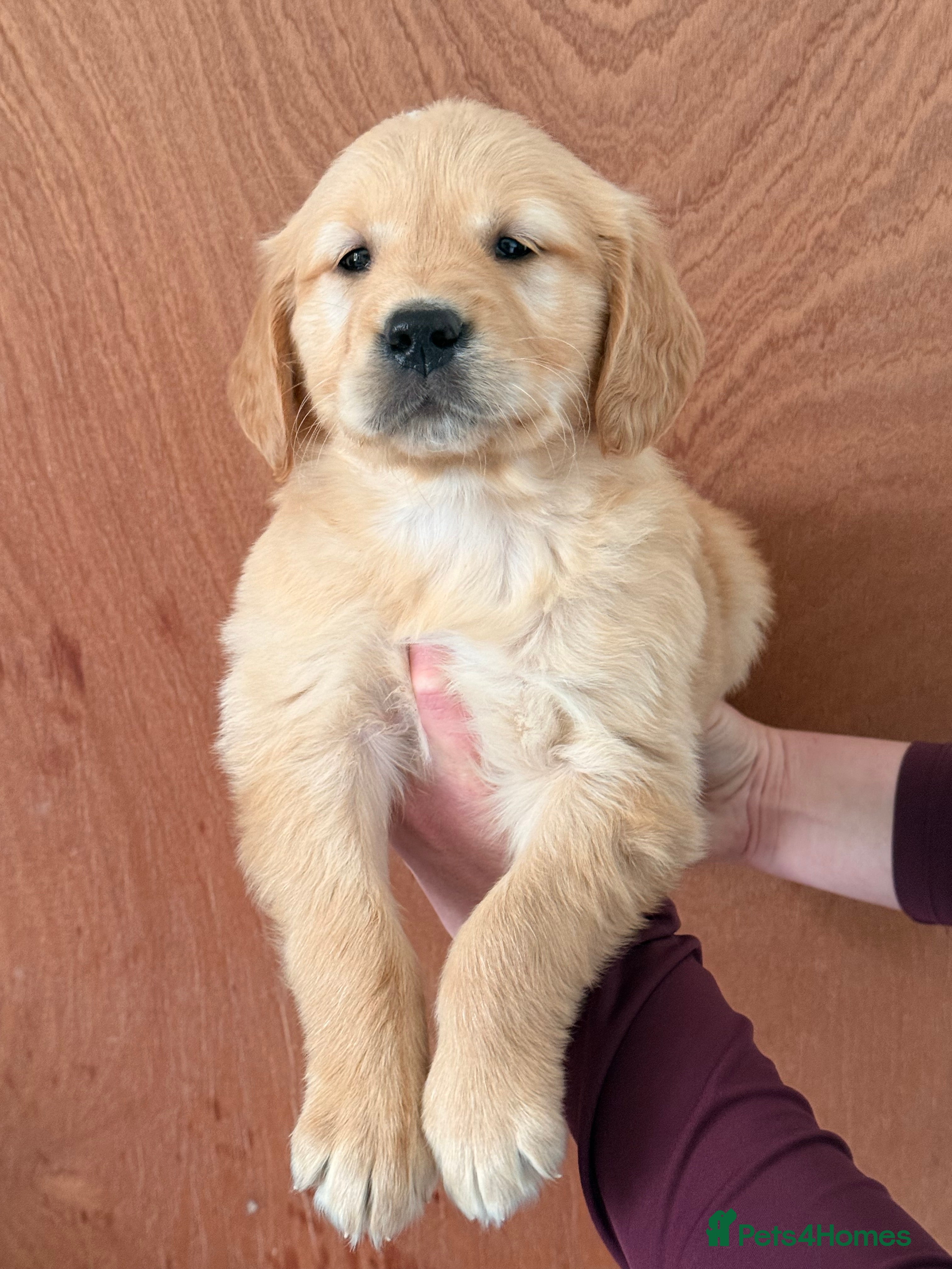 Golden Retriever dogs Health Tested Gold/Red KC Golden Retriever Puppies - Advert 1