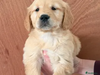 Golden Retriever dogs Health Tested Gold/Red KC Golden Retriever Puppies - Advert 1