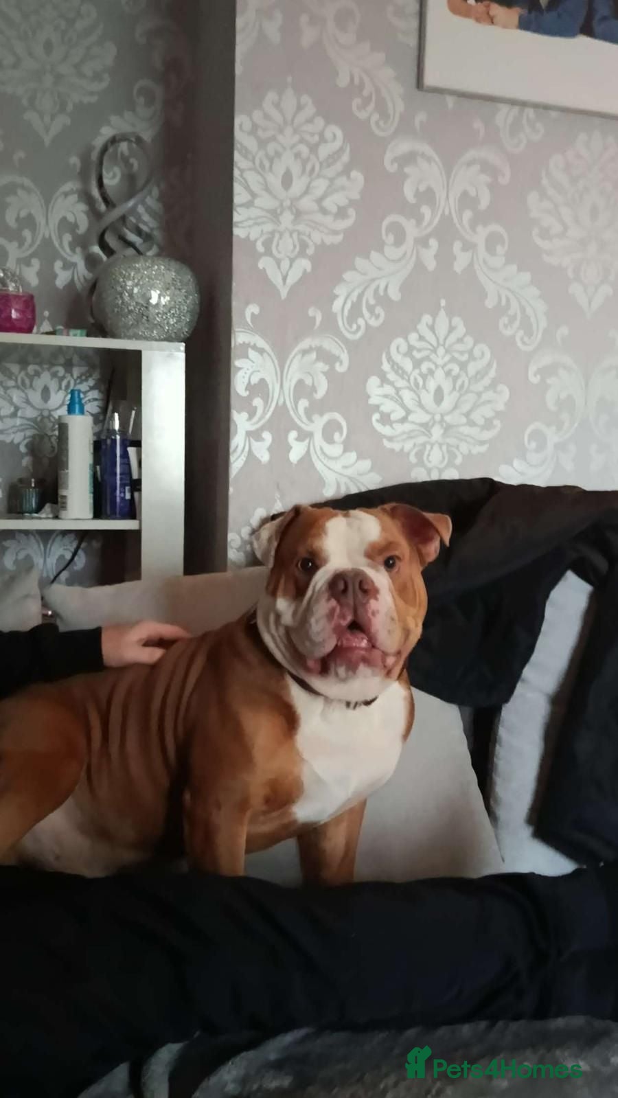English Bulldog dogs English bulldog - Advert 7