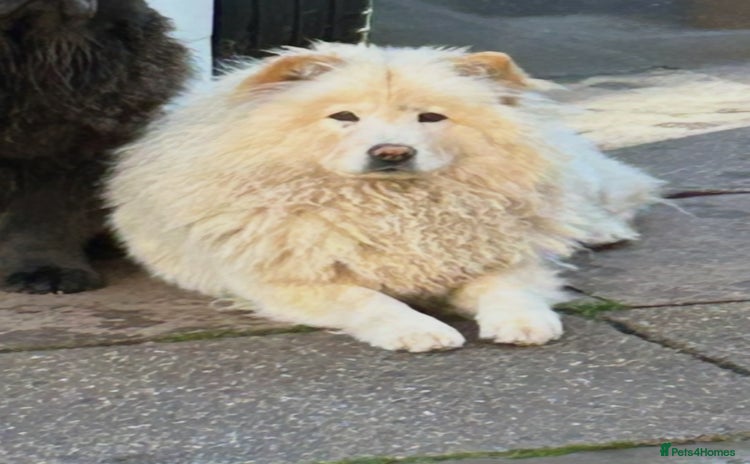 Chow Chow dogs - Advert 8