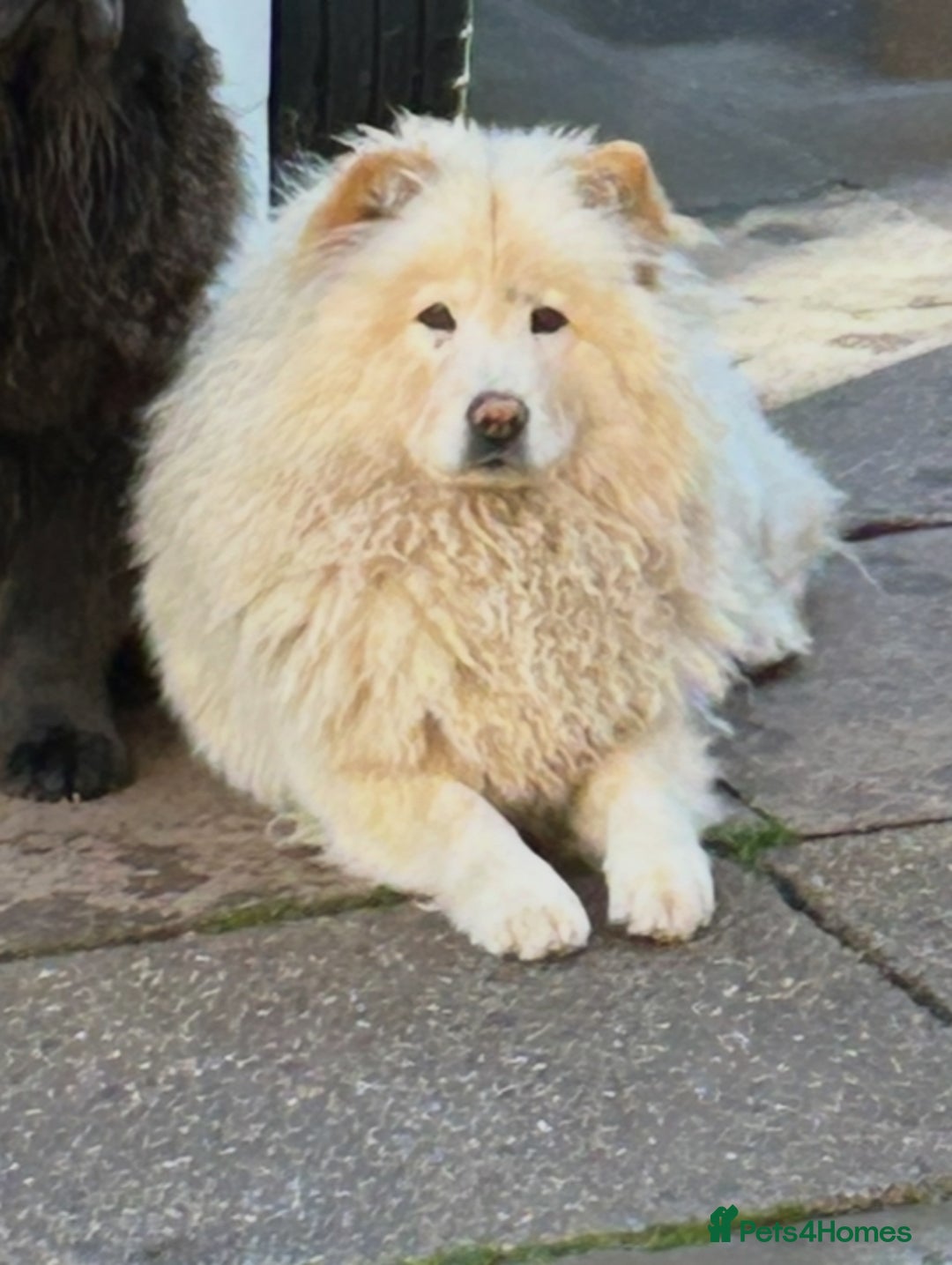 Chow Chow dogs for sale: Cream chow girl needs rehoming - Image 1
