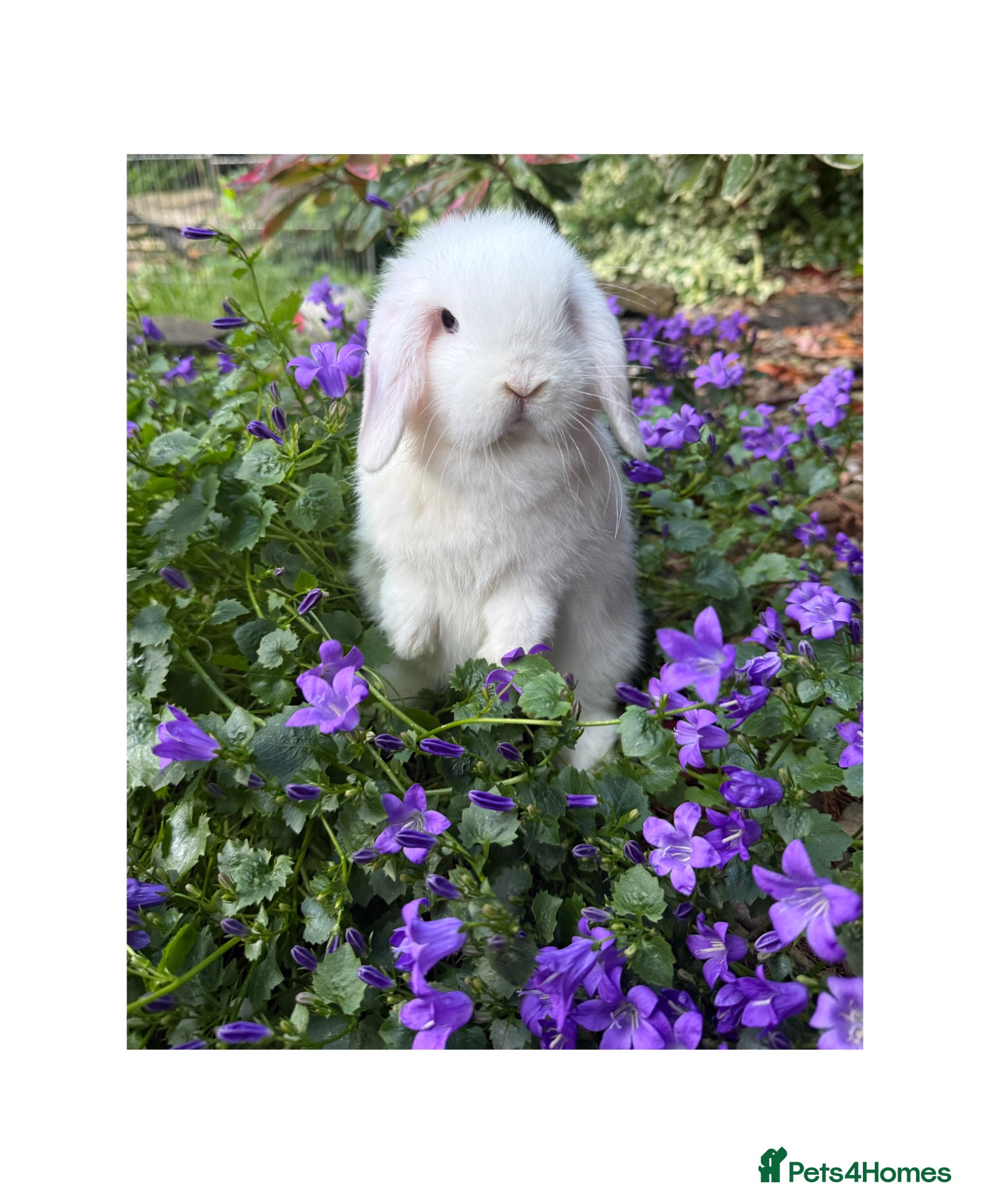 Mini Lop rabbits Baby mini lops available to reserve  - Advert 3