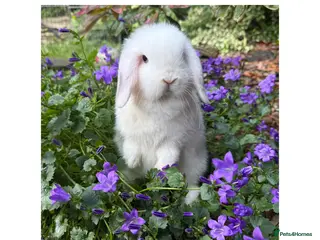 Mini Lop rabbits Baby mini lops available to reserve - Advert 3