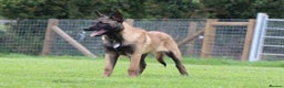 Belgian Shepherd Dog dogs for sale: FCI Belgian Malinois male  - Advert 1