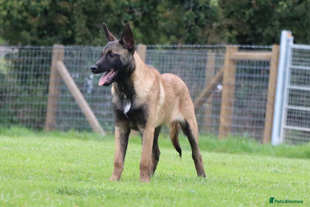 Belgian Shepherd Dog dogs for sale: FCI Belgian Malinois male  - Advert 1