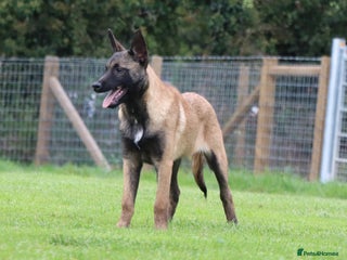 Belgian Shepherd Dog dogs FCI Belgian Malinois male - Advert 9