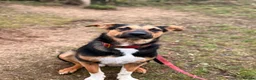 Mixed Breed dogs for adoption: 💙BRUNO💙 : LARGE LOVING YOUNG BOY in Burntwood - Advert 10