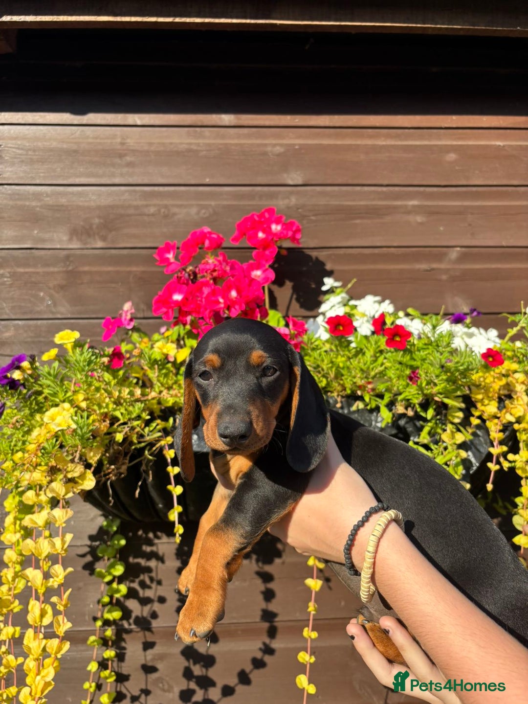 Dachshund dogs for sale: Gorgeous little Dachshund pups - Image 7