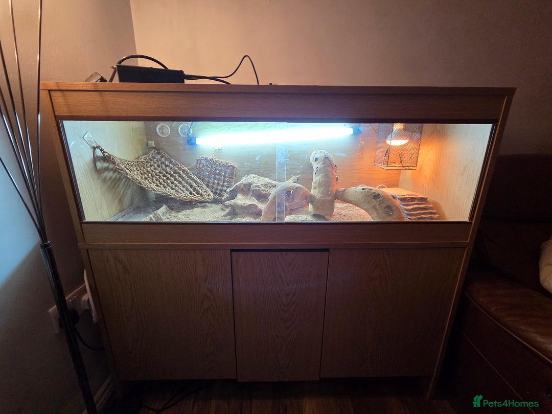 Bearded Dragon reptiles for sale: Bearded Dragon - Advert 7