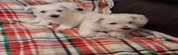 West Highland Terrier dogs for sale: West Highland Terrier (Westie) Puppies  in Birmingham - Advert 5