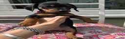 Jackshund dogs for sale: Adorable Dachshund x Jack Russell Puppies  - Advert 15