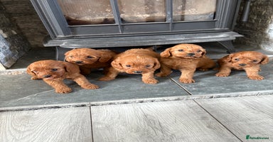 Cavapoo dogs - Advert 8