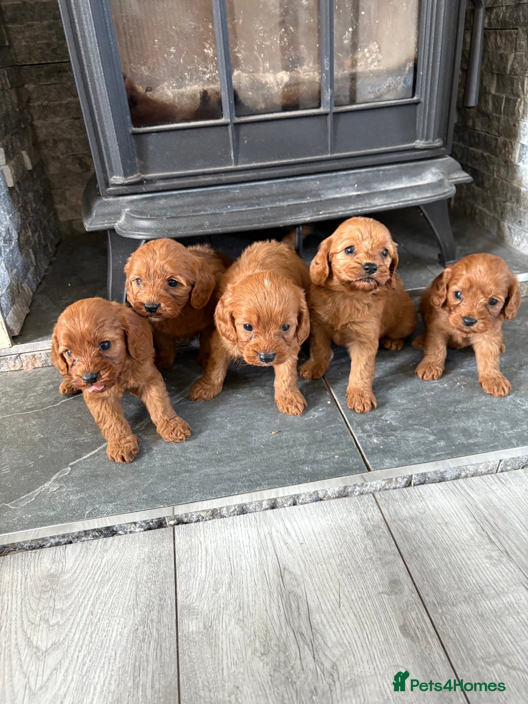 Cavapoo dogs for sale: Only two Beautiful girls cavapoos available  - Image 2
