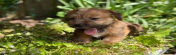 Mixed Breed dogs for sale: Exceptional Norfolk terrier x jrt pups ready now  - Advert 5