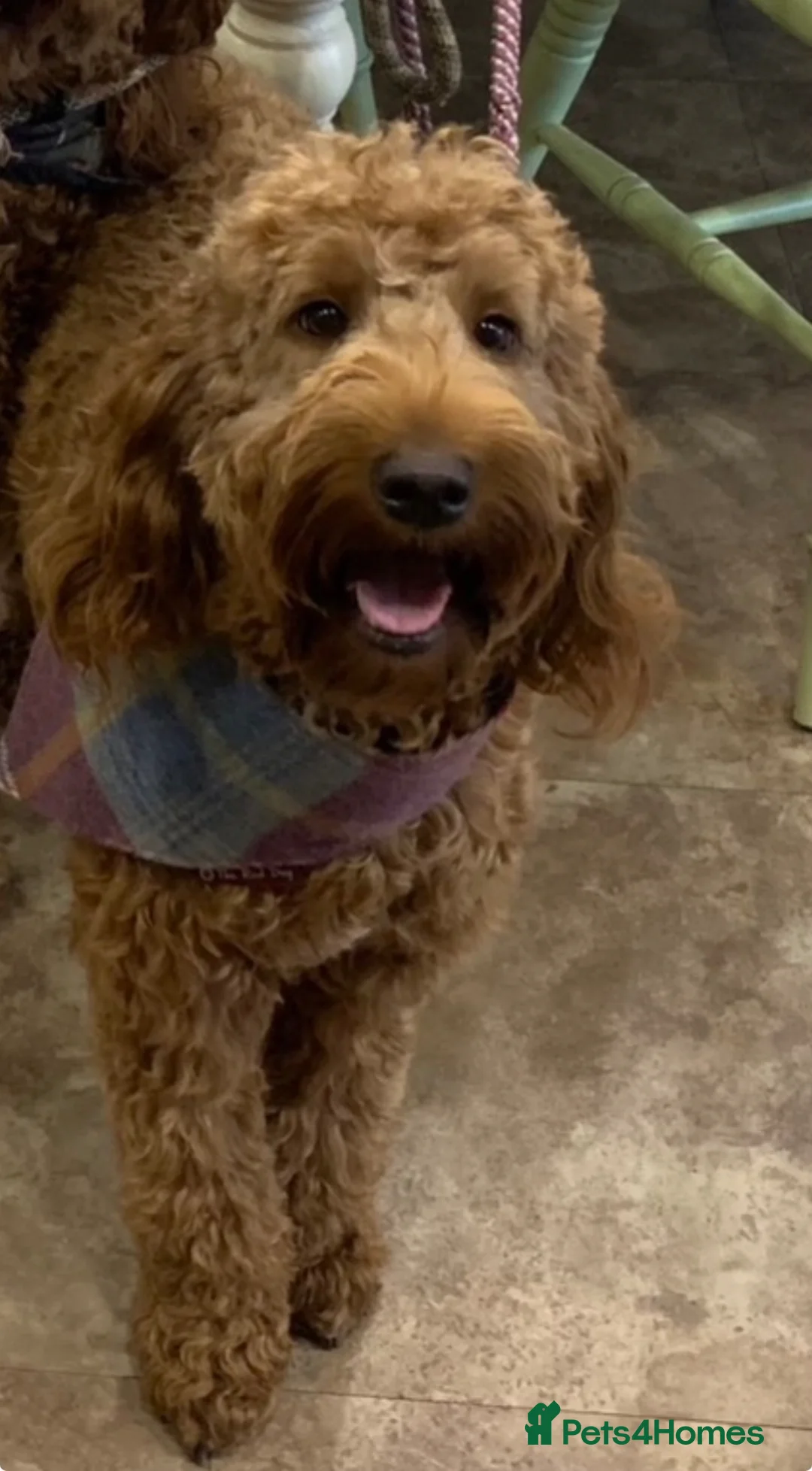 Australian Labradoodle dogs for sale: Australian x Irish doodle multi gen mix  - Advert 2