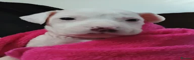 Soren