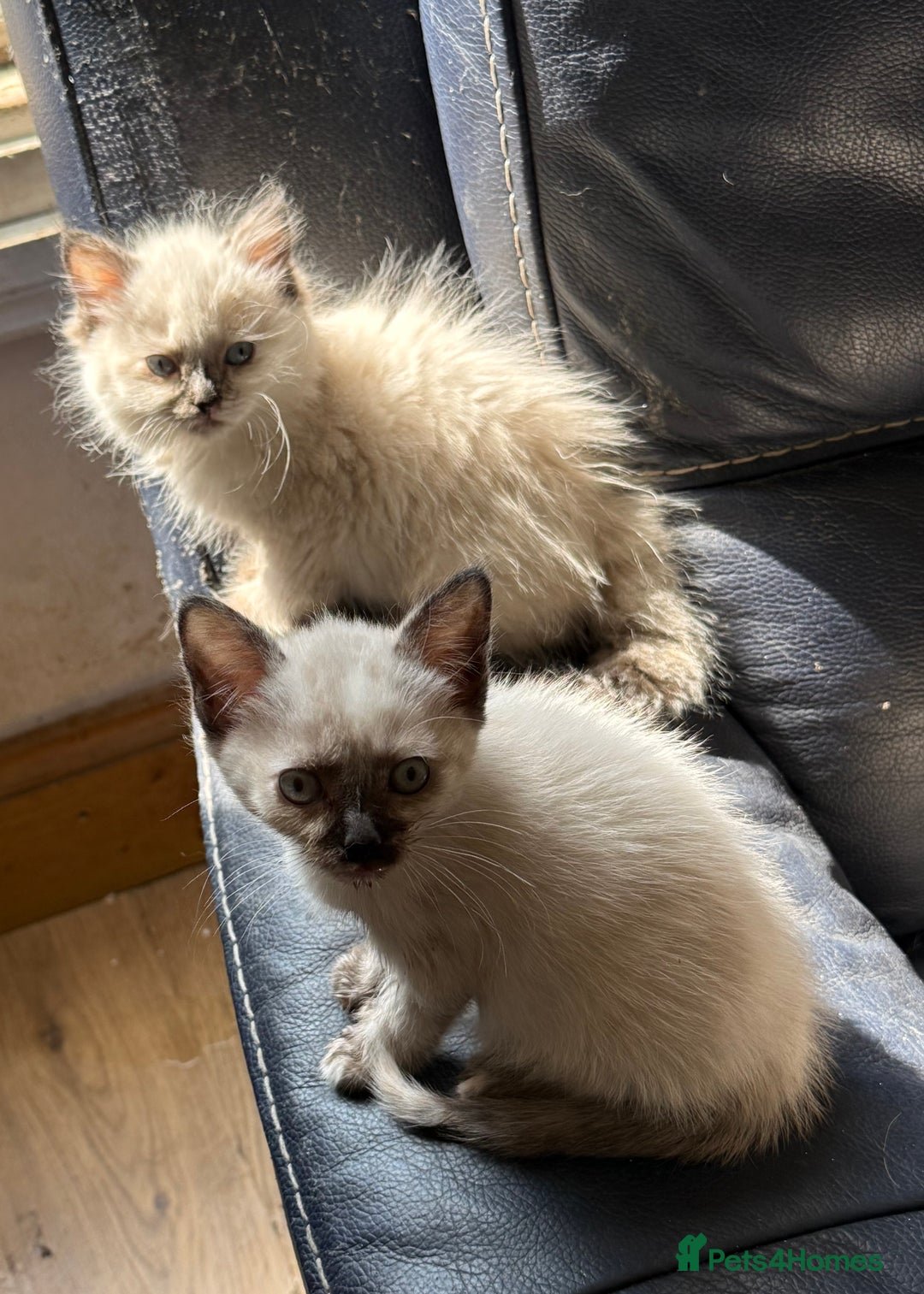 Ragdoll cats for sale: ADORABLE RAGDOLL KITTENS - READY NOW - Image 34
