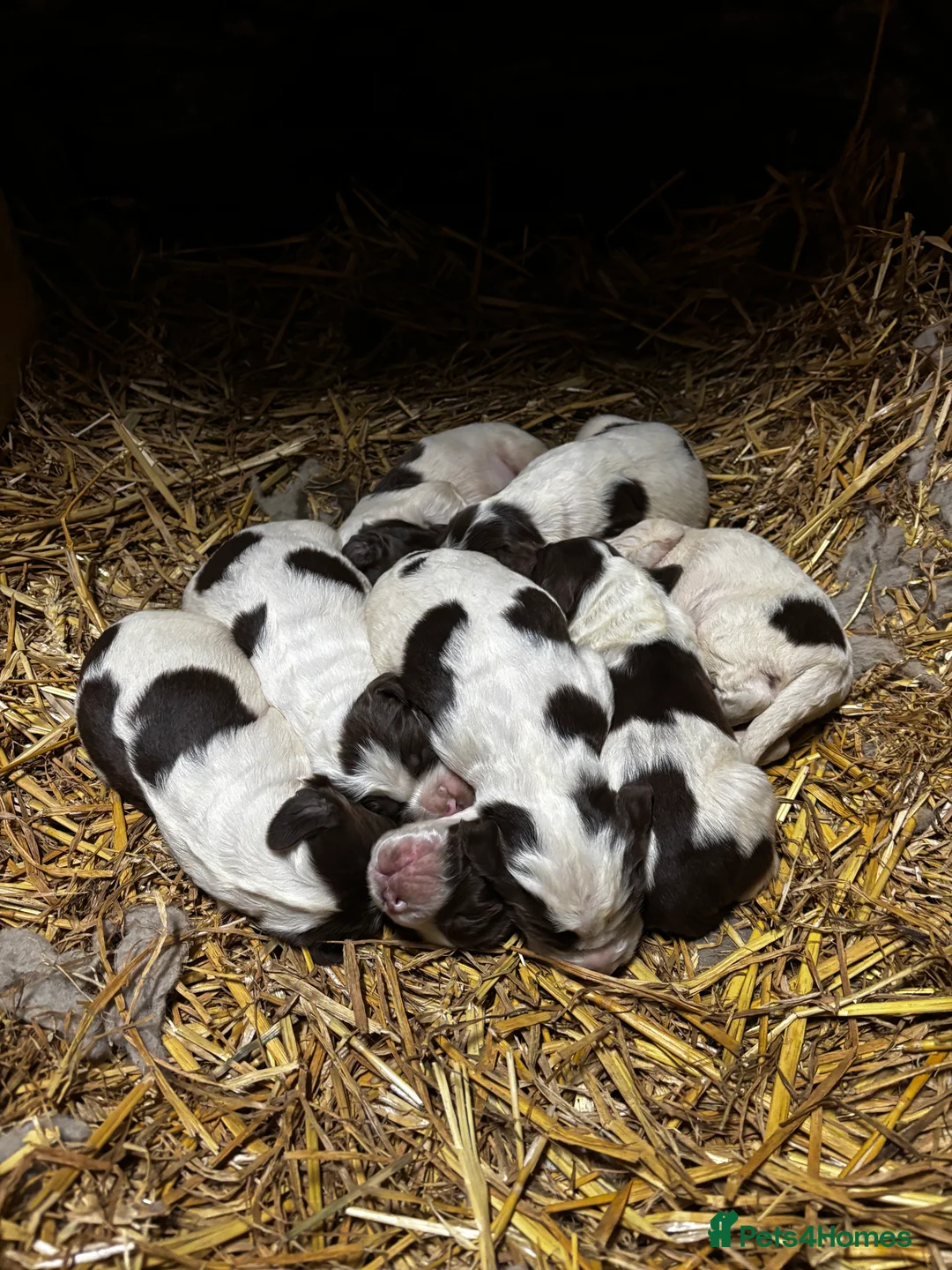 English Springer Spaniel dogs for sale: English Springer Spaniel puppies - Advert 2