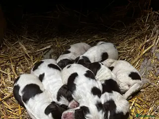 English Springer Spaniel dogs English Springer Spaniel puppies - Advert 4