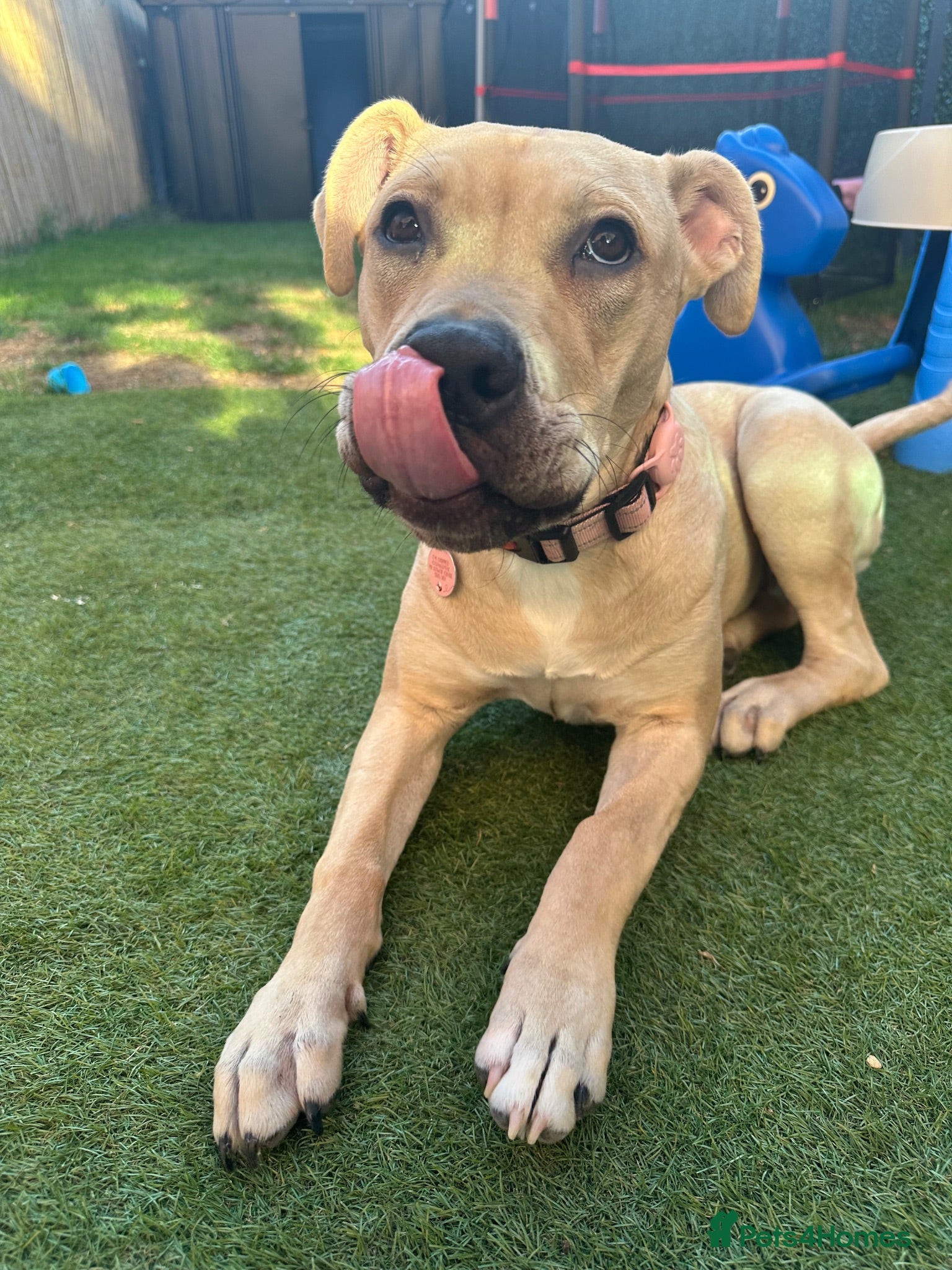 Mixed Breed dogs Staff x Cane Corso 8 months old  - Advert 2