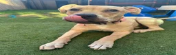 Mixed Breed dogs for sale: Staff x Cane Corso 8 months old  - Advert 2