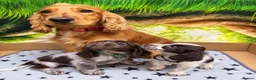 Cocker Spaniel dogs for sale: Choc Roan Cocker Spaniel Puppies- Dad DNA CLEAR - Advert 3