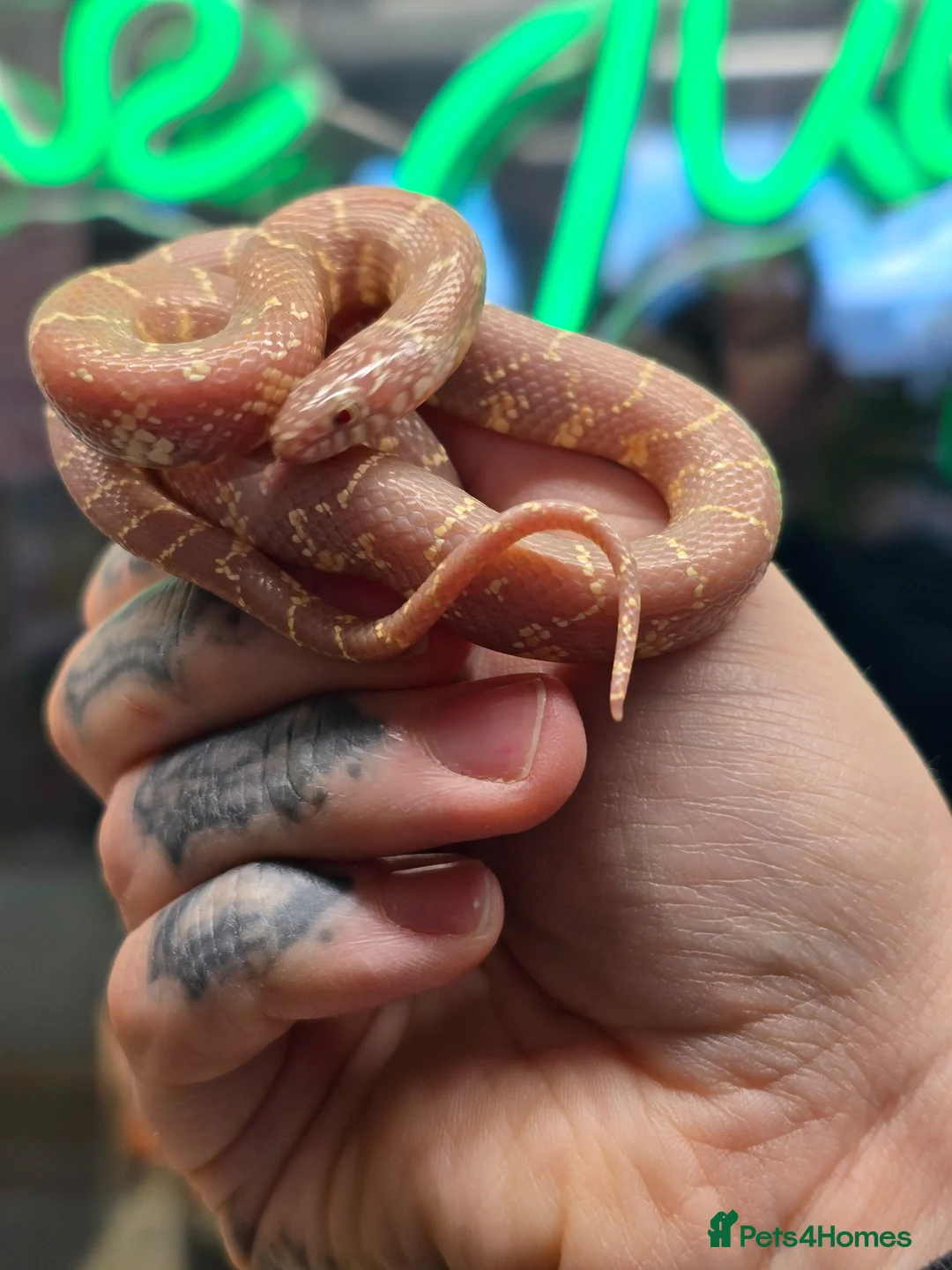 Snake reptiles for sale: Lavender brooks king snakes 2 available  - Advert 1