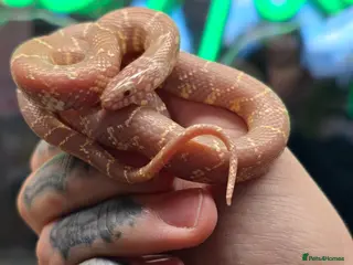 Snake reptiles Lavender brooks king snakes 2 available - Advert 1