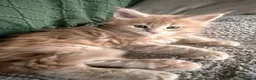 Maine Coon cats for sale: Maine Coon kittens from champion lines  - Advert 4
