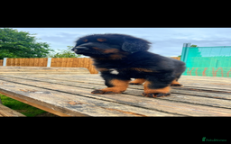 Tibetan Mastiff dogs for sale: 6 Tibetan Mastiff Puppies - Image 18