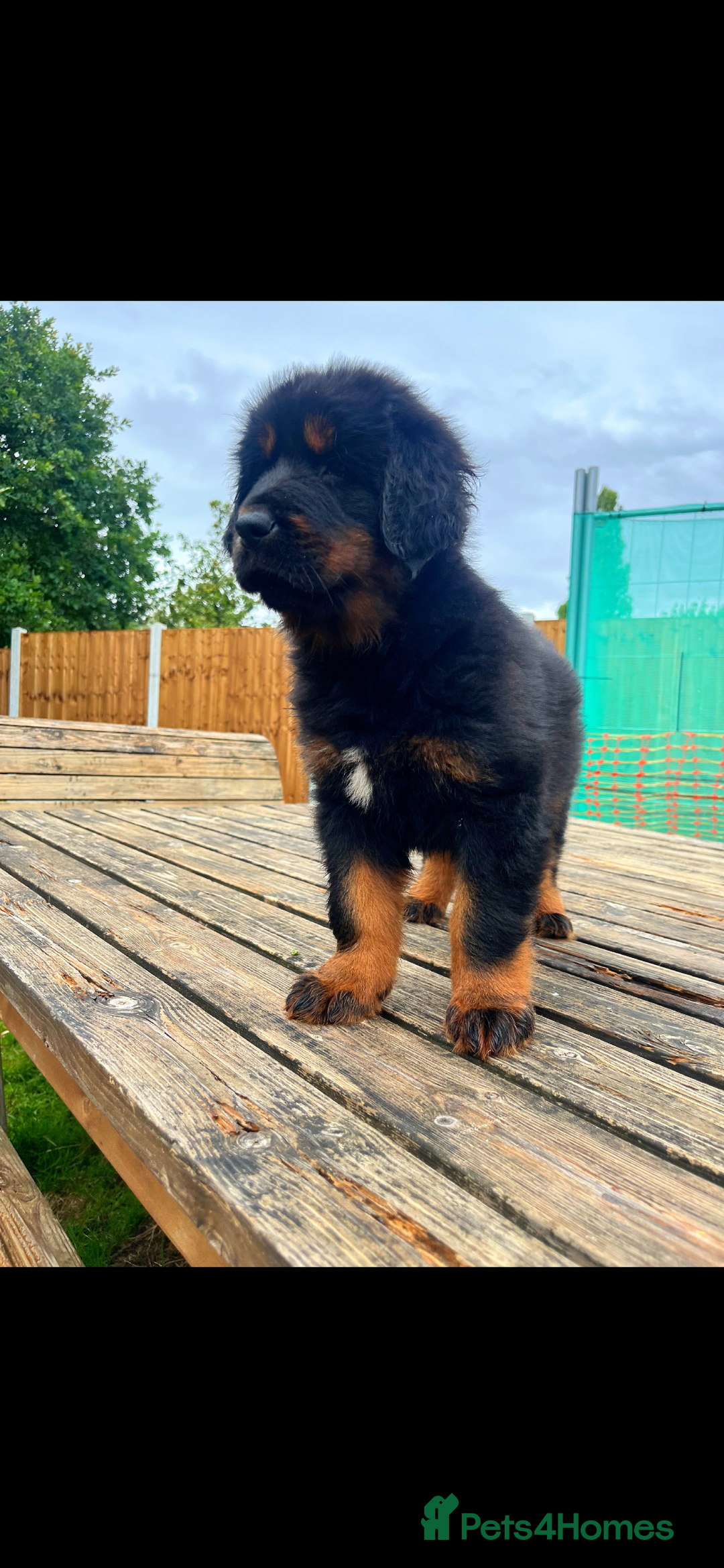 Tibetan Mastiff dogs for sale: 6 Tibetan Mastiff Puppies - Image 18